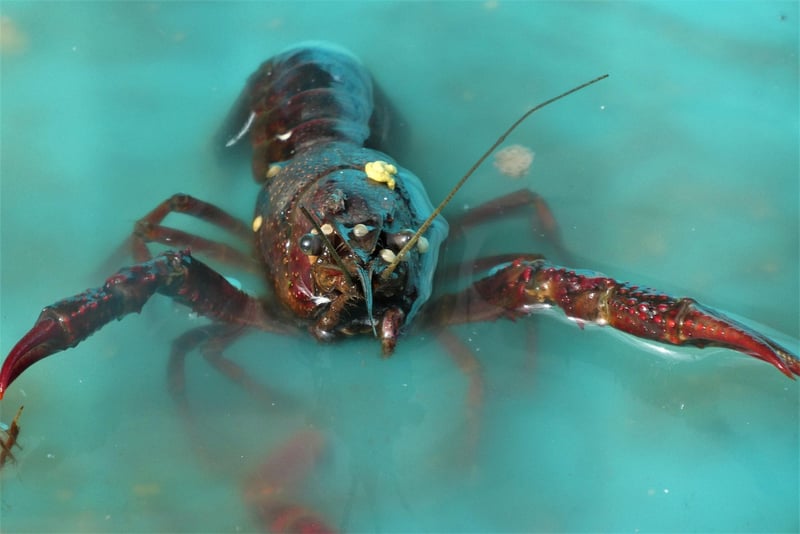 Seafood Extravaganza